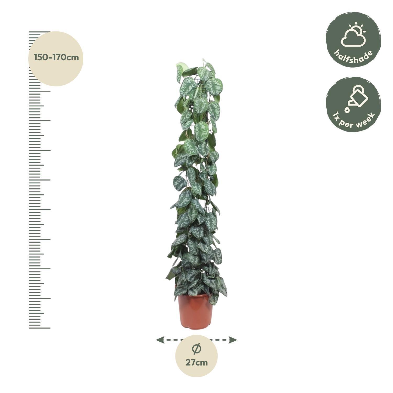 Scindapsus Pictus Trebie Gitter 160cm – Kletterpflanze | Pflanzfix24.de - Pflanzfix24.de