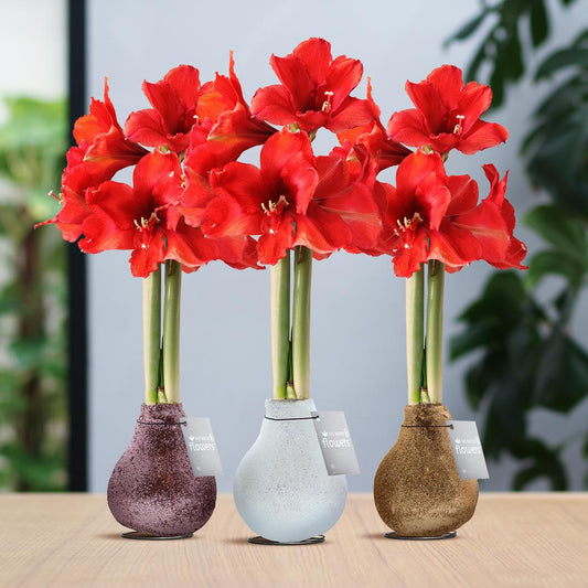 No Water Flowers® (wax amaryllis) | Glitterz® Charm Mix (3 pack) + Red flower - Pflanzfix24
