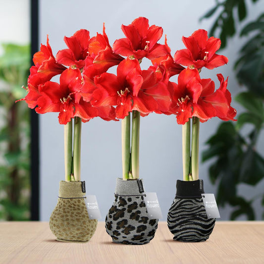 No Water Flowers® Fashionz Animal Mix (3er Pack) + Rote Blume - Pflanzfix24