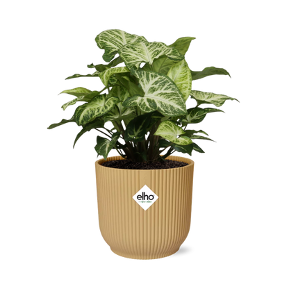 Syngonium Arrow in ELHO Vibes Fold 14cm geel - Pflanzfix24