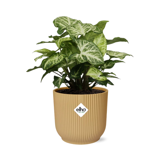 Syngonium Arrow in ELHO Vibes Fold 14cm geel - Pflanzfix24