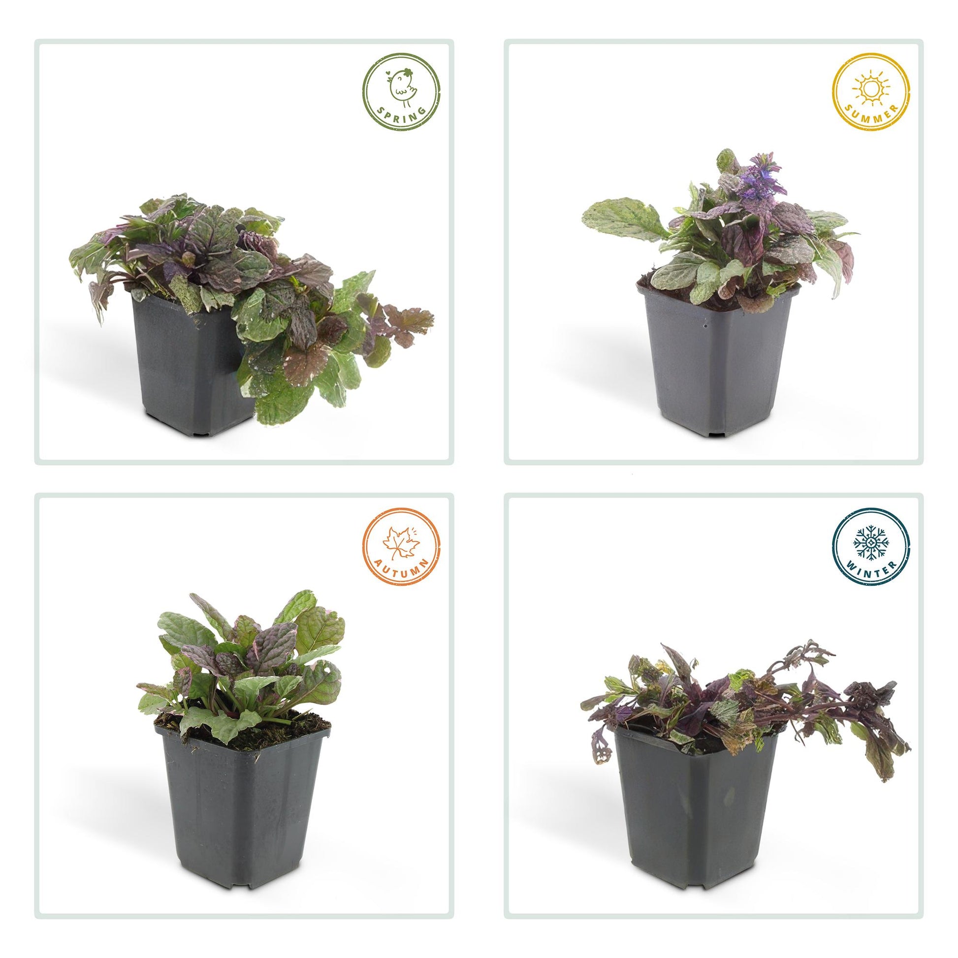 6x Ajuga reptans 'Burgundy Glow' - ↕10-25cm - Ø9cm - Pflanzfix24.de - Pflanzfix24.de