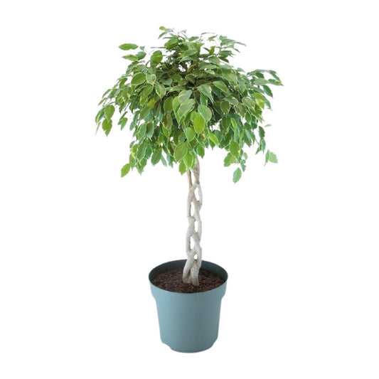 Ficus Safrana / Golden King Gevlochten - Ø27cm - ↕110cm bei Pflanzfix24