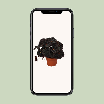 Begonia Rex Conga 12cm - Ø12cm - ↕25cm - Pflanzfix24