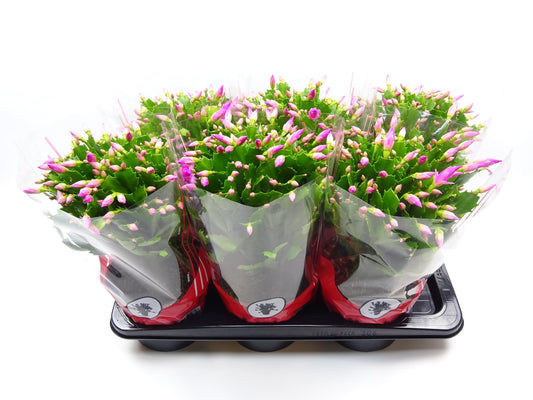 Schlumbergera 17 Cm Rose - Ø17cm - ↕35cm bei Pflanzfix24
