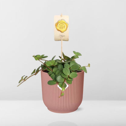 Peperomia ‘Hope’ in ELHO Vibes Fold 14cm - Rosé | Pflanzfix24