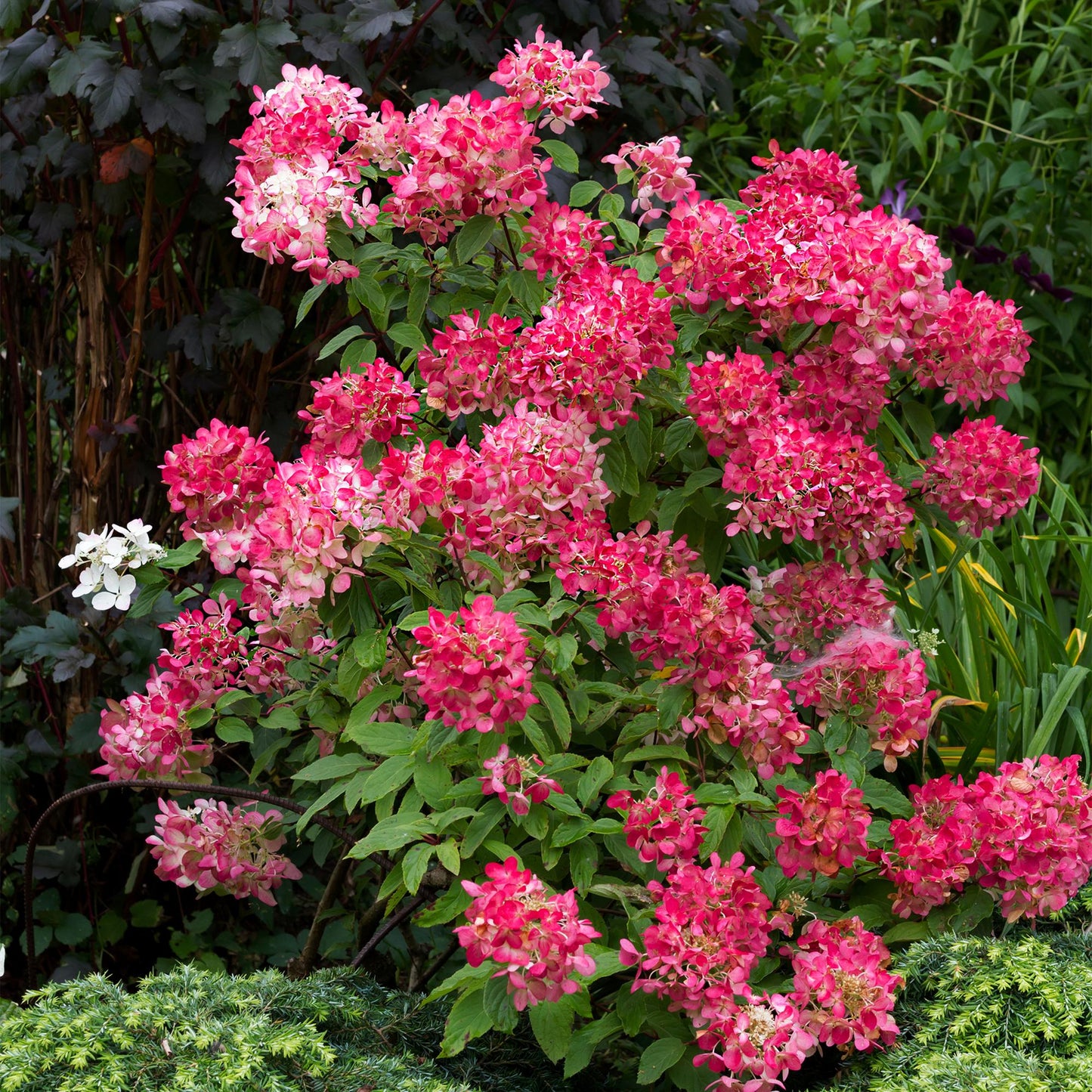 Pflanzfix24 - Hydrangea panniculata Pink Diamond - 3er Set - Topf 17cm
