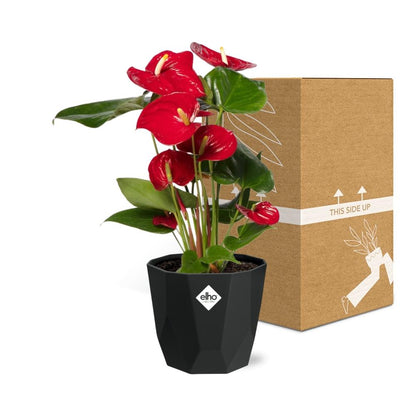 Anthurium Red 12cm in 14cm b.for rock living black - Pflanzfix24