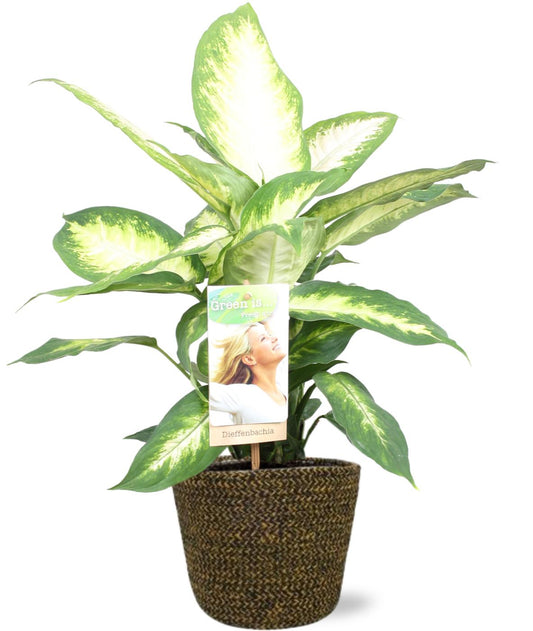 Dieffenbachia Camilla + Selin Pot Schwarz - Pflanzfix24