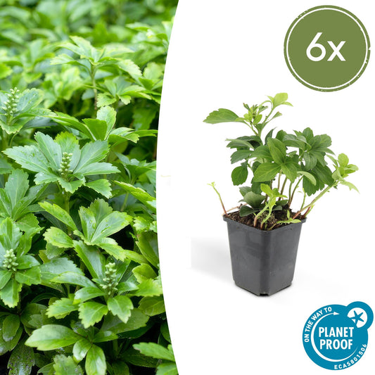 6x Pachysandra term. 'Green Carpet' - ↕10-25cm - Ø9cm - Pflanzfix24.de - Pflanzfix24.de