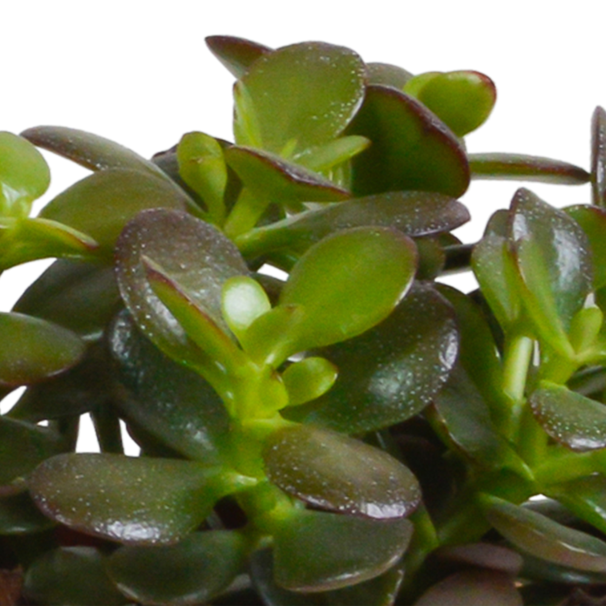 Crassula-Mischung 10,5 cm - 3x - zonder pot - Pflanzfix24.de - Pflanzfix24.de