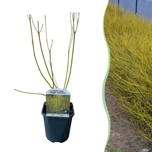 Pflanzfix24 - Cornus alba Flaviramea - Grüne Zweige - 1 Pflanze - Topf 17cm