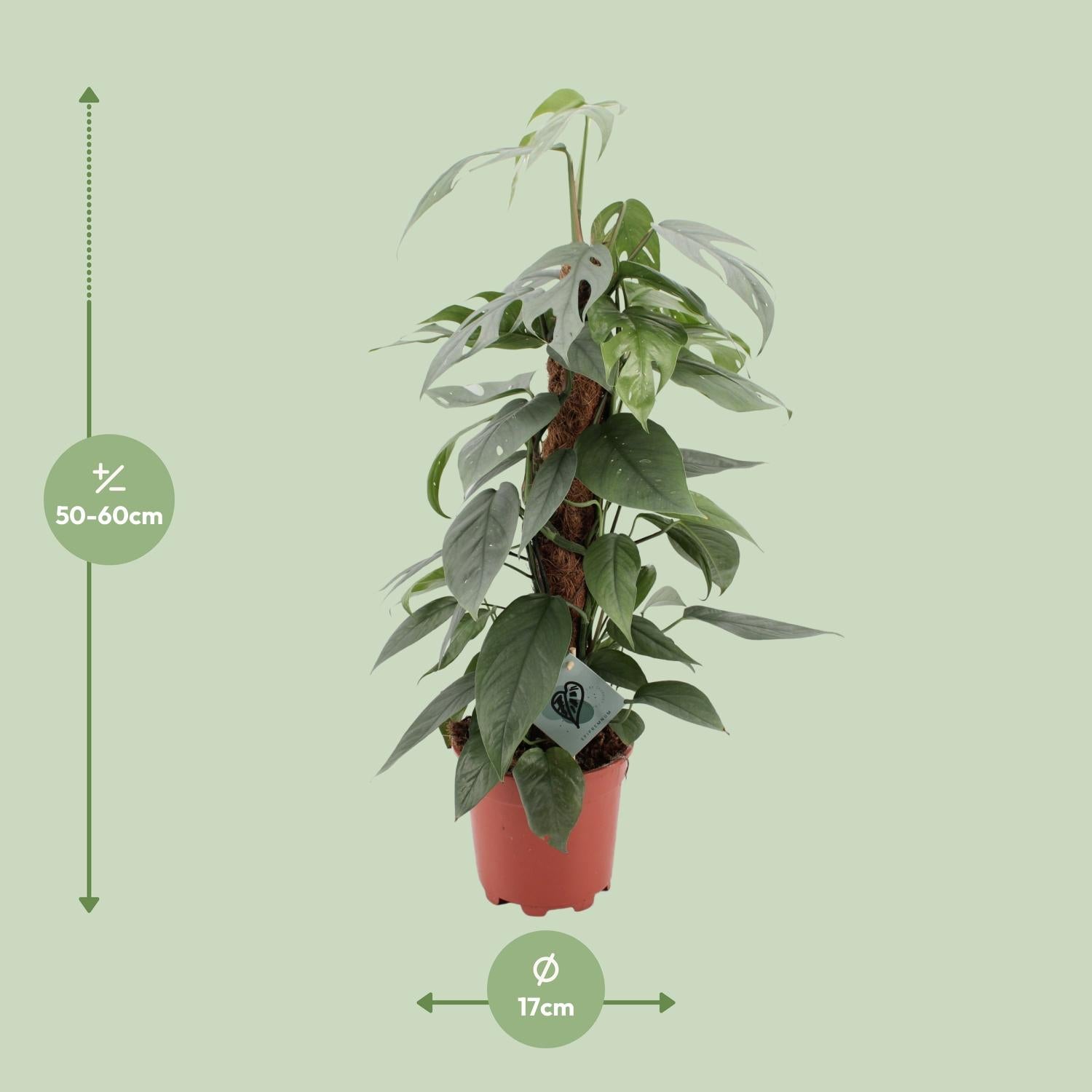 Epipremnum Pinnatum Cebu Blue - Ø17cm - ↕60cm - Pflanzfix24.de - Pflanzfix24.de