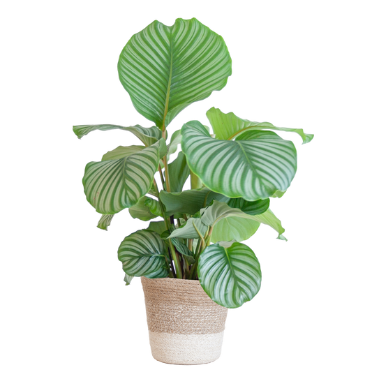 Calathea Orbifolia mit weißem Lissabon-Korb - 65cm - Ø19 - Pflanzfix24.de - Pflanzfix24.de
