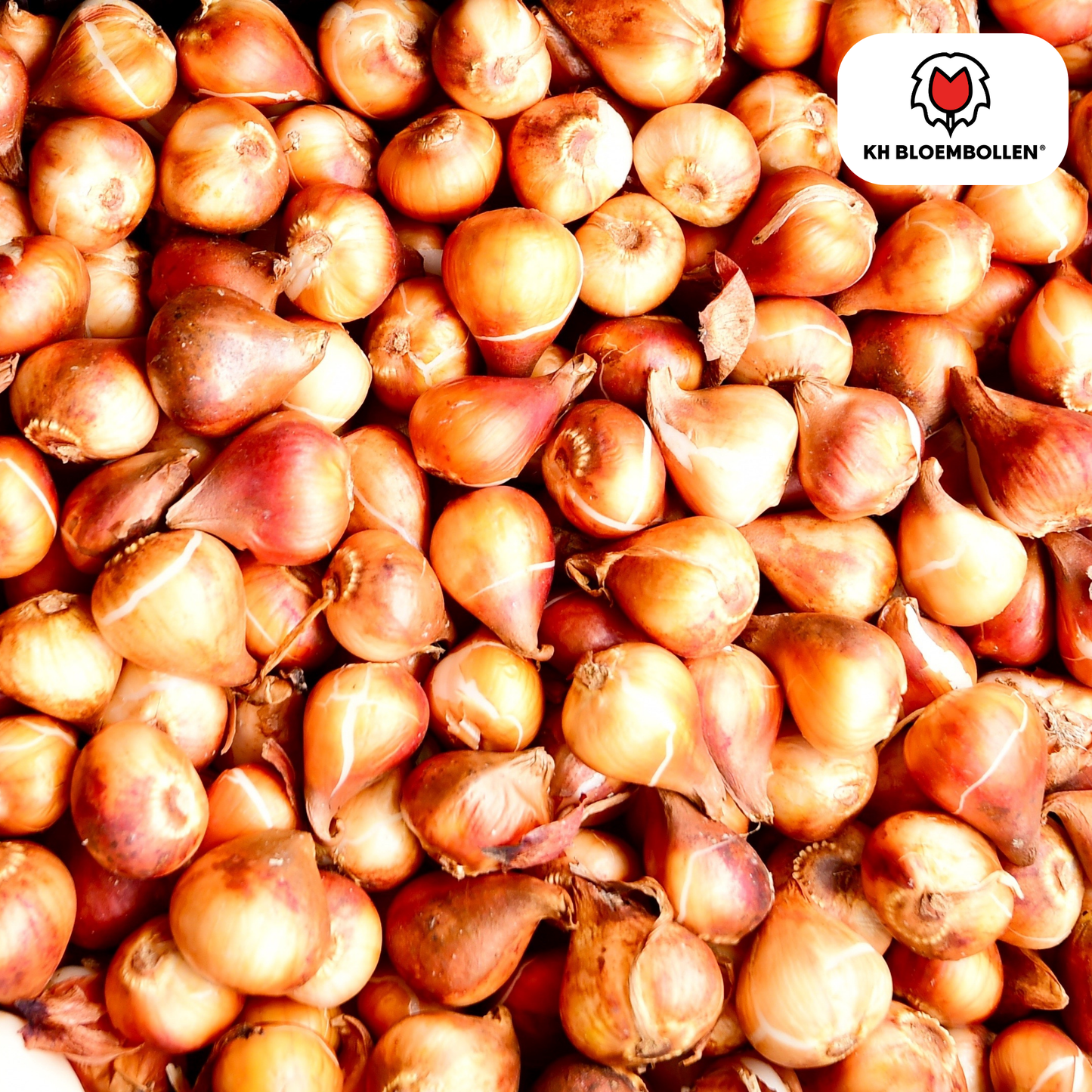 Tulpenbollen Apricot Delight – 20 Stuks | KH Bloembollen® | Roze Apricot Tulp - Pflanzfix24