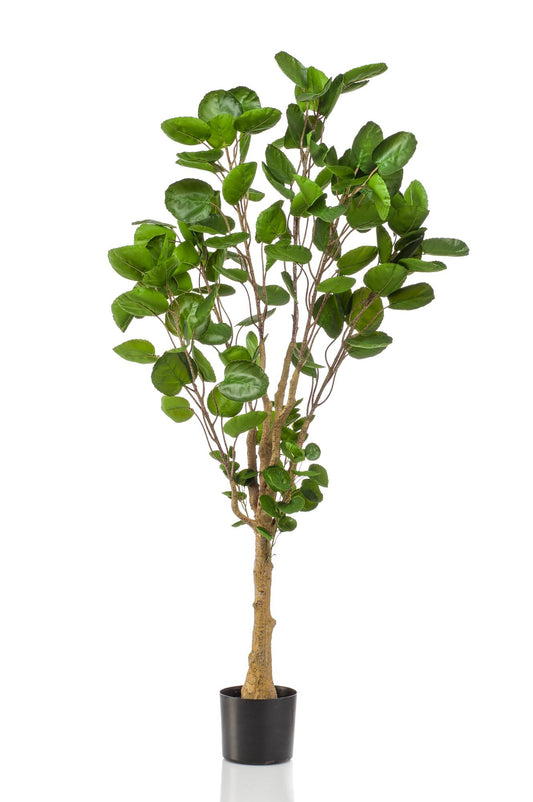 Kunstpflanze Polyscias Aralia 150 cm – Pflegeleicht & Realistisch | Pflanzfix24.de - Pflanzfix24.de