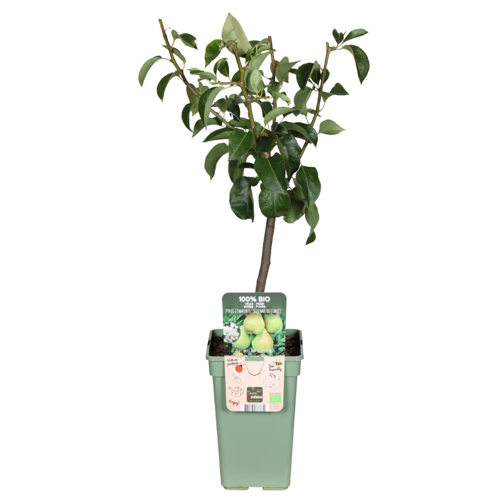 Pyrus Communis Doyenne Du Comice - Peer - Ø19cm - ↕60cm - Pflanzfix24