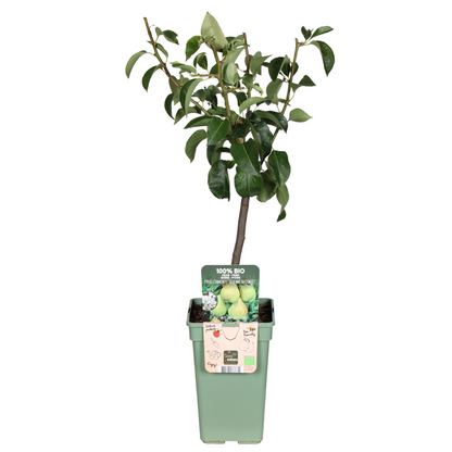 Pyrus Communis Doyenne Du Comice - Peer - Ø19cm - ↕60cm - Pflanzfix24