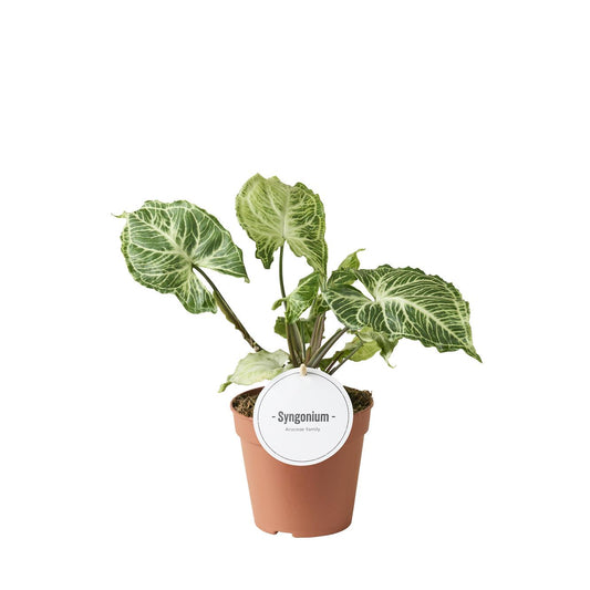 Syngonium Batik - Ø12cm - ↕20cm bei Pflanzfix24