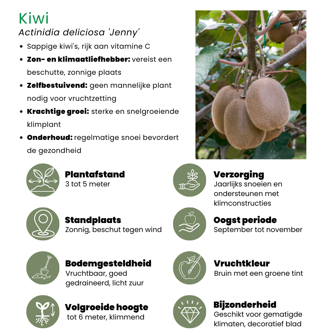 Sommerfruchten BIO Obstpflanzen Mix - 4 Sorten - pflanzfix24