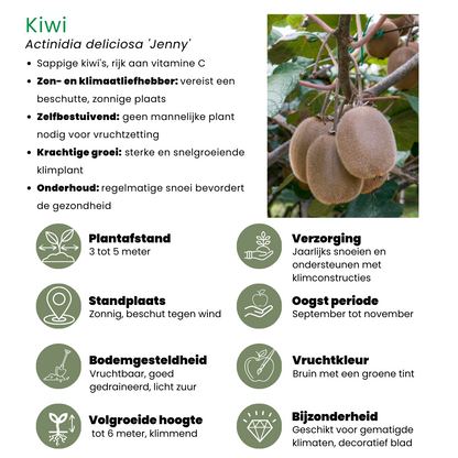 Sommerfruchten BIO Obstpflanzen Mix - 4 Sorten - pflanzfix24