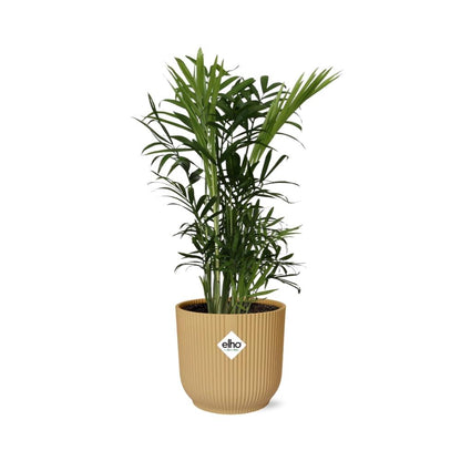 Chamaedorea Elegans in ELHO Vibes Fold 14cm geel - pflanzfix24