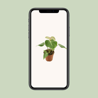 Philodendron Gloriosum - Ø12cm - ↕30cm - Pflanzfix24