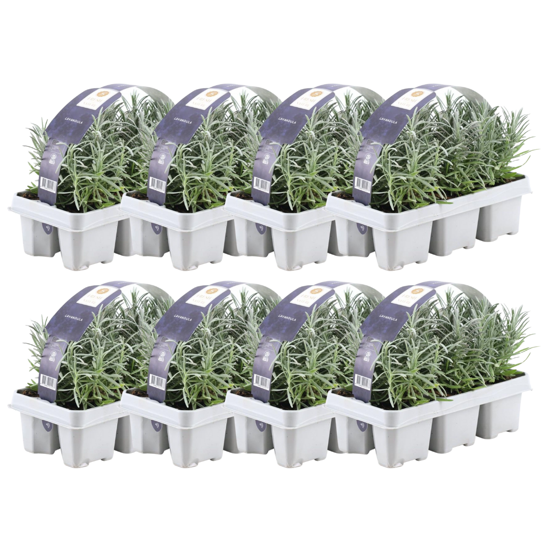 8 x 6er Set Lavendel angustifolia - 48 x Ø7 cm - ↕15 cm bei Pflanzfix24
