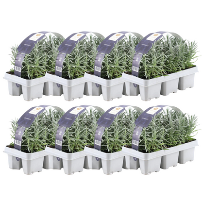8 x 6er Set Lavendel angustifolia - 48 x Ø7 cm - ↕15 cm bei Pflanzfix24