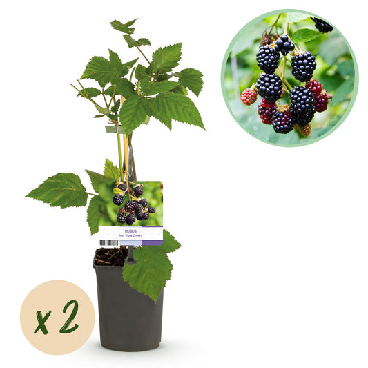 Pflanzfix24 - Obstpflanze - Brombeere - Rubus fruticosus Triple Crown - Schwarze Brombeere - Dornenlos - 2 Pflanzen - Topf 11cm Höhe 40cm