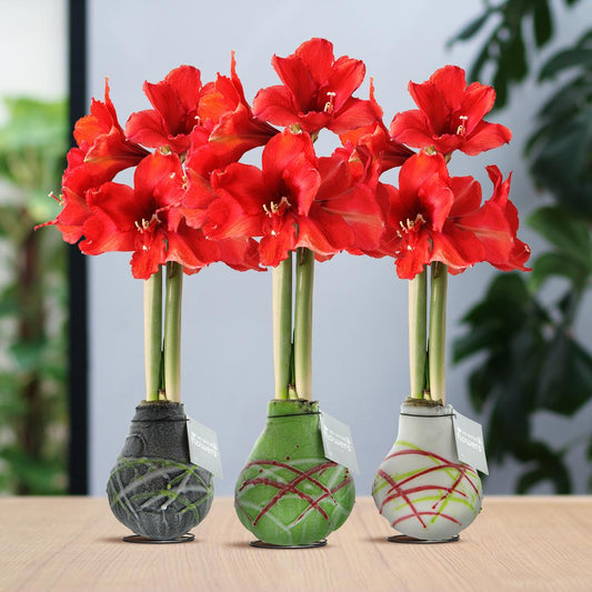 No Water Flowers® Waxz® Art Picasso Mix (3er Pack) + Rote Blume - Pflanzfix24