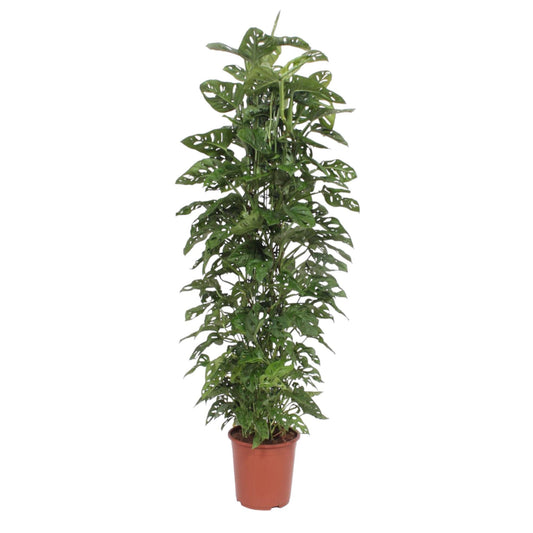 Monstera Monkey Leaf gaasrek - 180 cm - ø27 - Pflanzfix24