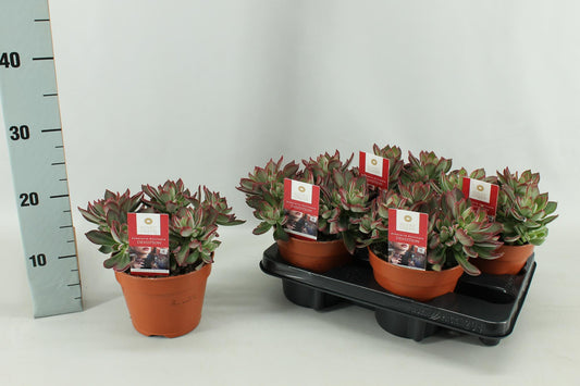 Echeveria Pulvinata Devotion15 Cm - Ø15cm - ↕20cm by Pflanzfix24