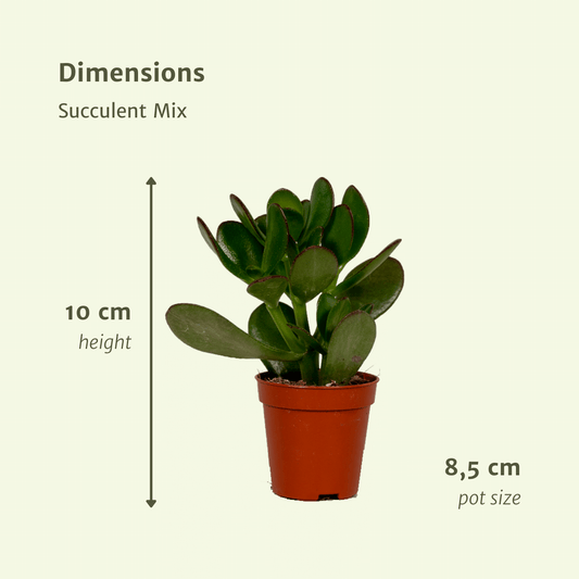 Sukkulenten Mix - 18er Pack - Pflanzfix24.de - Pflanzfix24.de