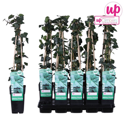 Hedera hibernica - Ø15cm - ↕65cm bei Pflanzfix24