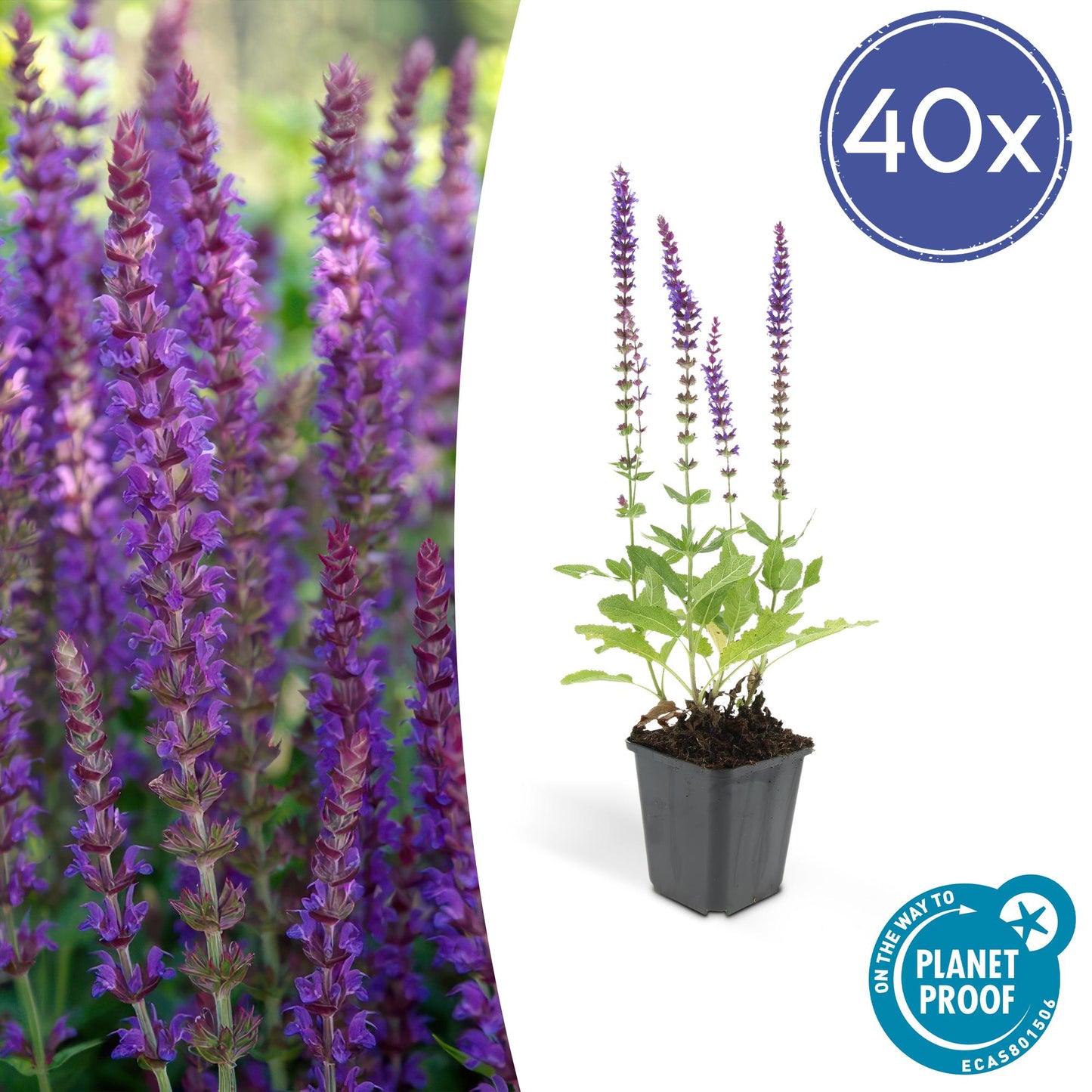 40x Salvia nemorosa 'Ostfriesland' lila Blütenstaude | Pflanzfix24