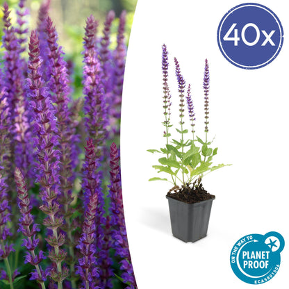 40x Salvia nemorosa 'Ostfriesland' lila Blütenstaude | Pflanzfix24