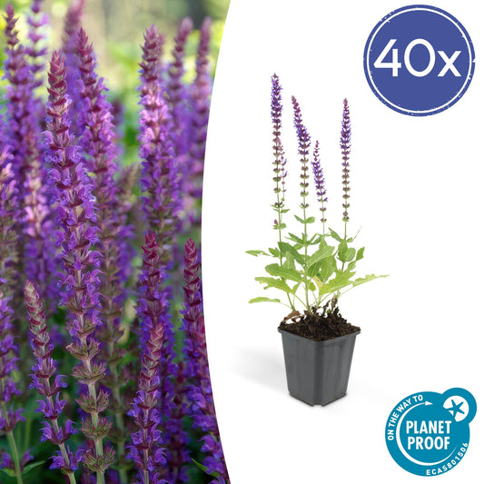 40x Salvia nemorosa 'Ostfriesland' lila Blütenstaude | Pflanzfix24