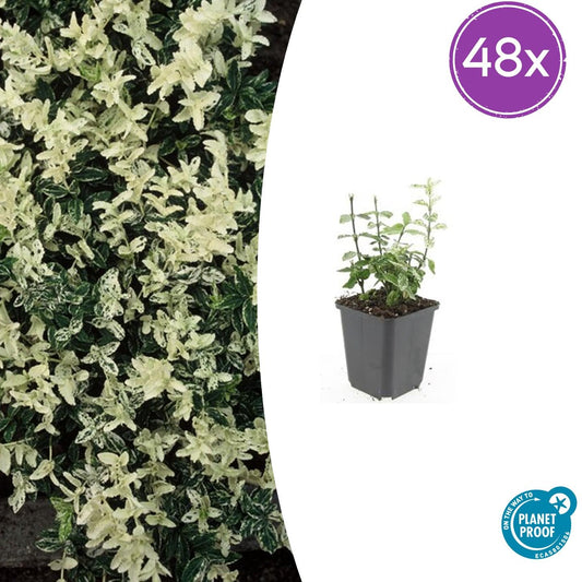 48x Euonymus fort. 'Harlequin' - ↕10-25cm - Ø9cm - Pflanzfix24