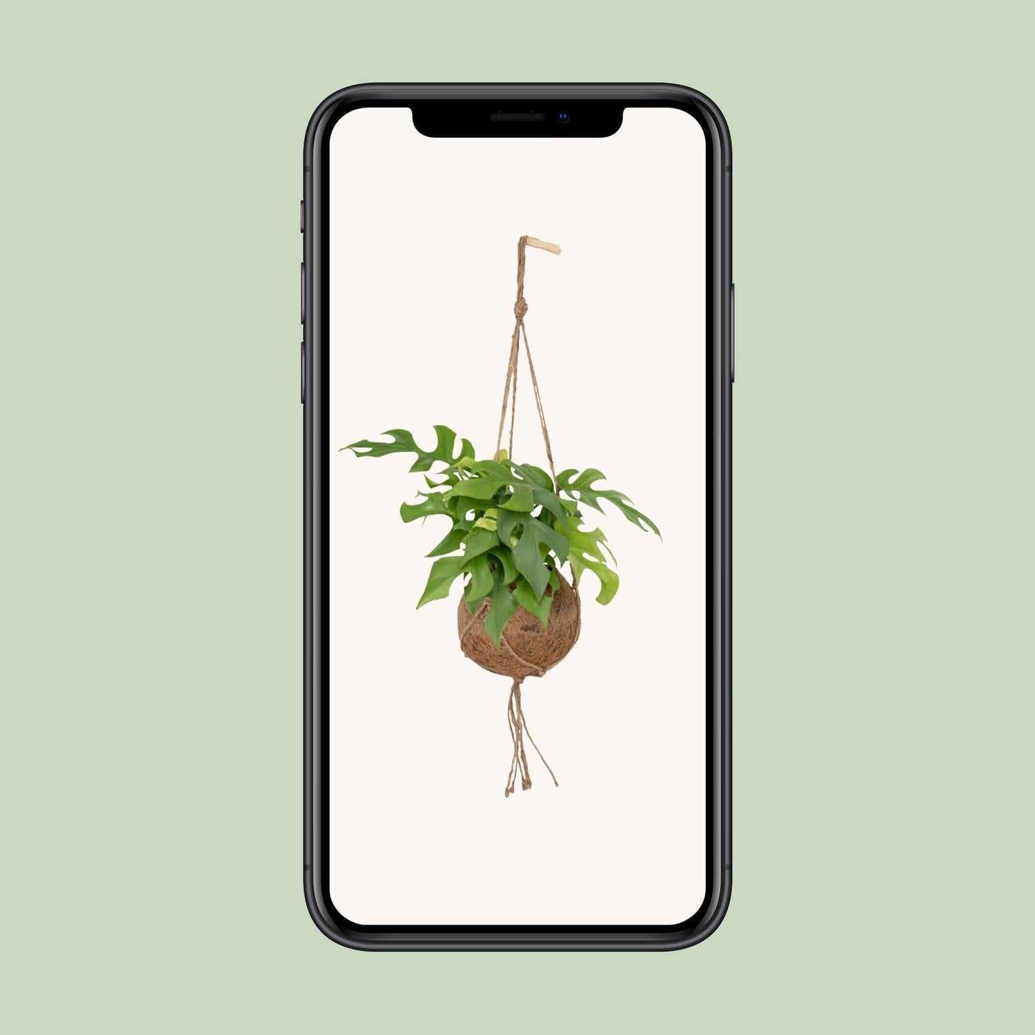 Monstera Minima im Kokodama – Lochpflanze Ø15cm | Pflanzfix24.de - Pflanzfix24.de
