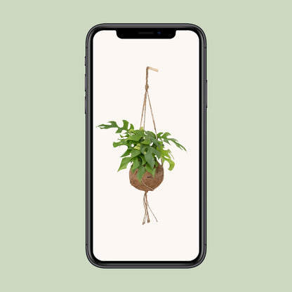 Monstera Minima im Kokodama – Lochpflanze Ø15cm | Pflanzfix24.de - Pflanzfix24.de