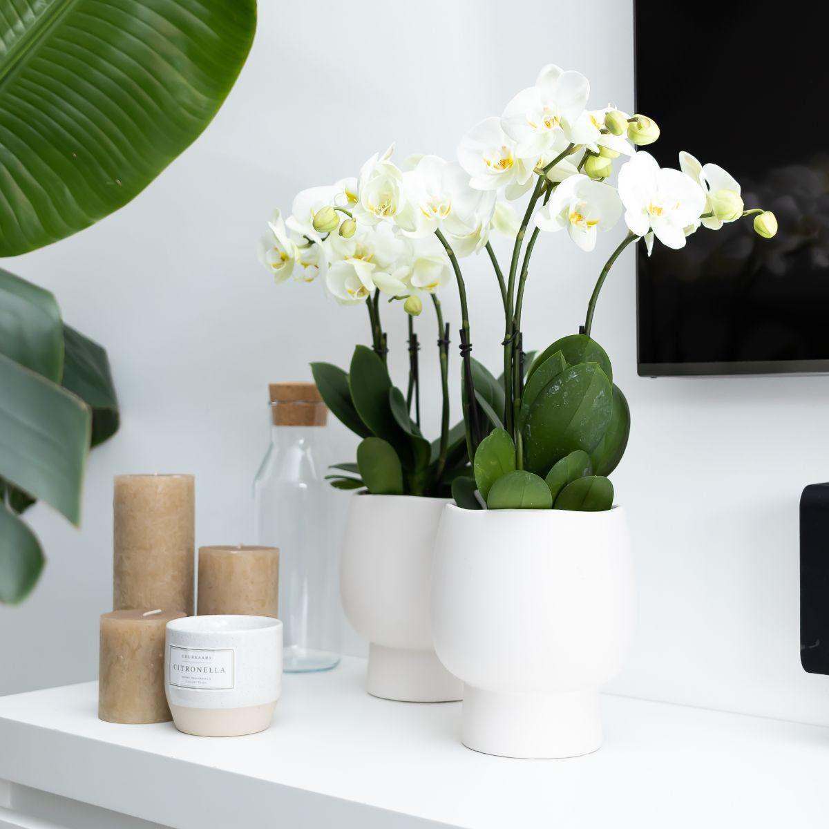 Phalaenopsis Orchidee Weiß Ø12cm – Pflanzfix24.de - Pflanzfix24.de