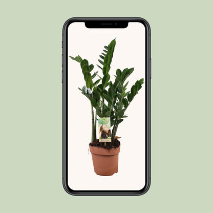 Zamioculcas 6-7 Veren - Hoogte 80-85 Cm. - Ø17cm - ↕80cm - Pflanzfix24