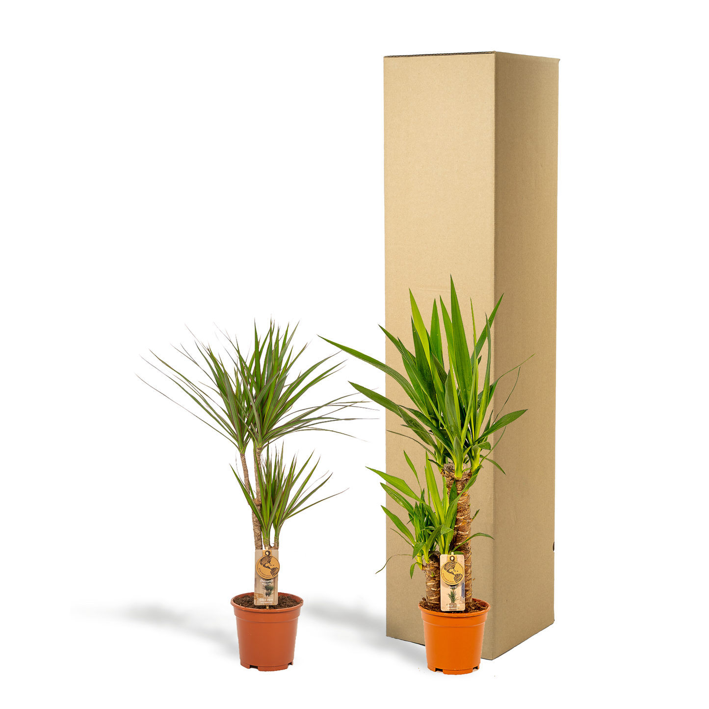 Dracaena & Yucca Zimmerpflanzen Set - Pflanzfix24.de - Pflanzfix24.de