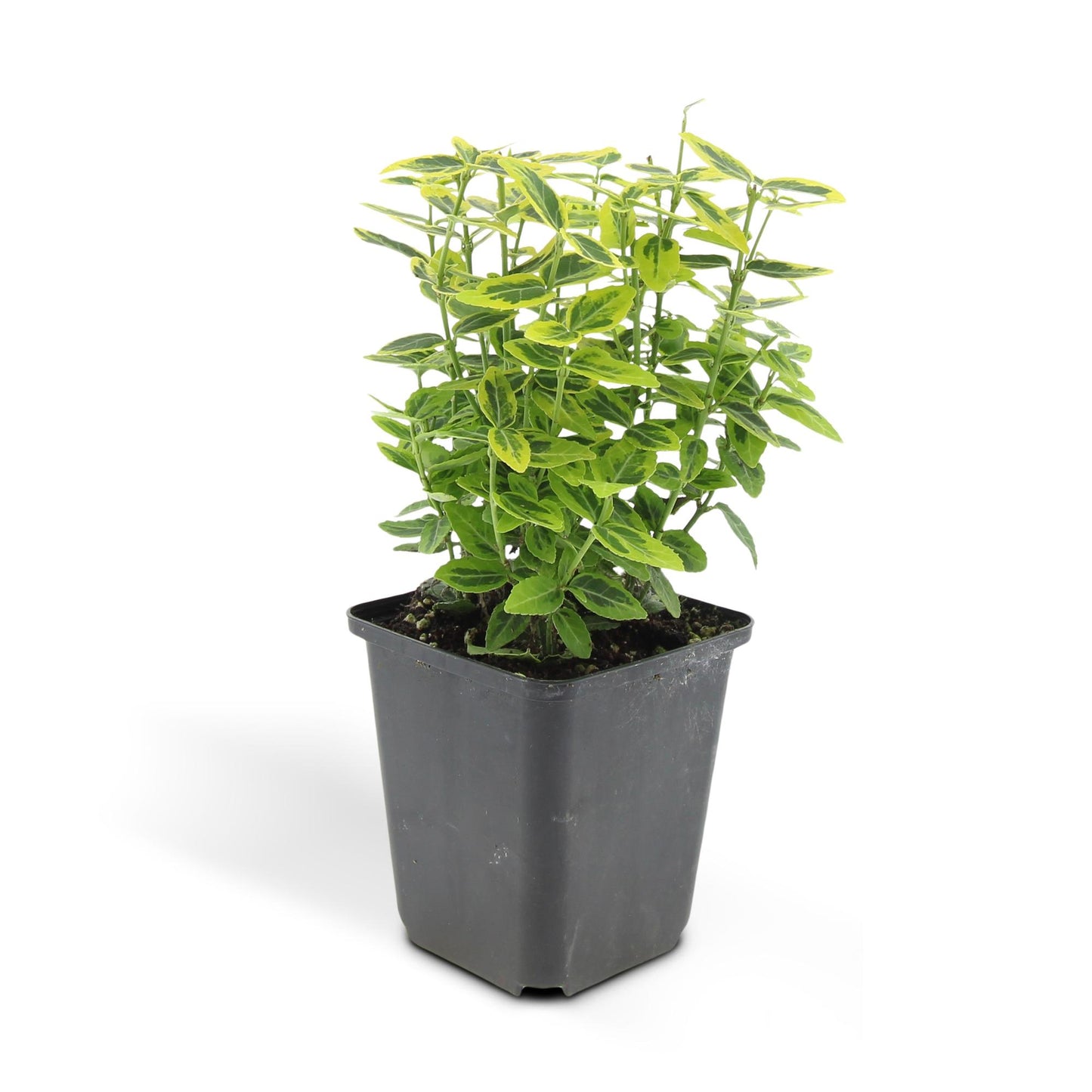 24x Euonymus fort. 'Emerald 'n Gold’ - ↕10-25cm - Ø9cm - Pflanzfix24