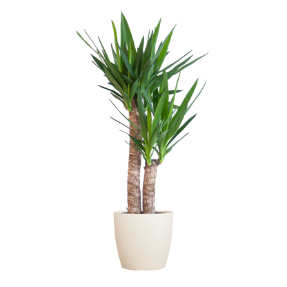 Yucca Elephantipes 90cm mit weißem Viber-Topf | Pflanzfix24.de - Pflanzfix24.de