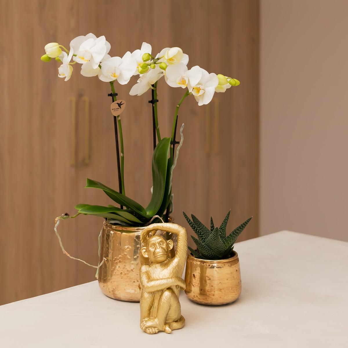 Kolibri Orchideen Phalaenopsis Amabilis Weiß Ø9 cm goldener Ziertopf | Pflanzfix24.de - Pflanzfix24.de