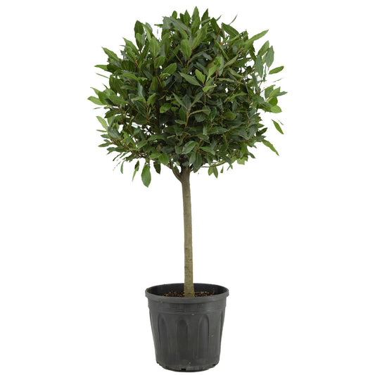 Laurus Nobilis - Ø30cm - ↕130cm - Pflanzfix24
