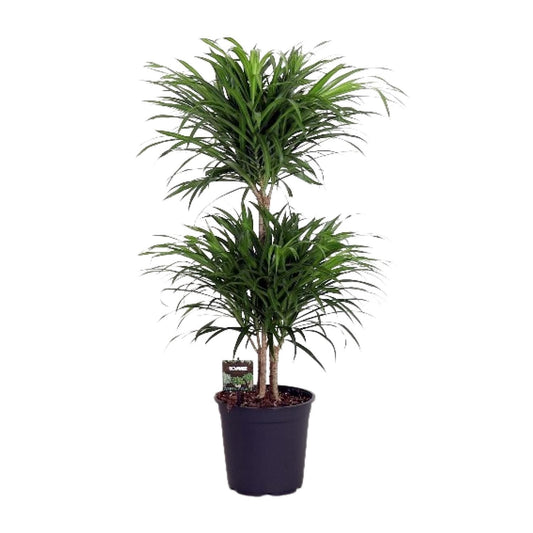 Dracaena Reflexa Anita - Ø24cm - ↕90cm - Pflanzfix24