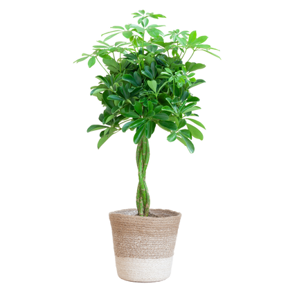 Schefflera Nora mit Jute-Korb Lissabon – 70 cm – Pflanzfix24.de - Pflanzfix24.de